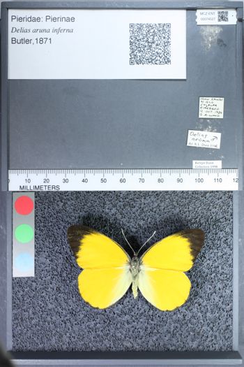 Media type: image;   Entomology 74527
